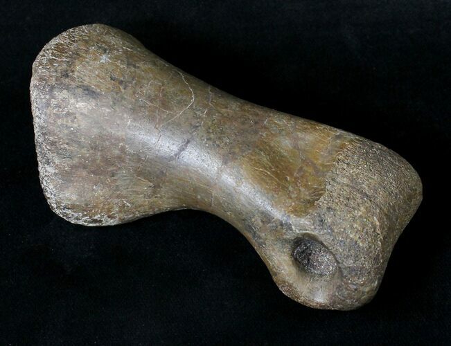 Long T-Rex or Nanotyrannus Toe Bone - Montana #19170